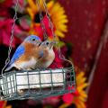 Eastern bluebirds will benefit from suet, a high-fat, high-calorie treat, in the winter months. (Photo by Jeanne Creech)