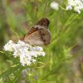 Using native plants in the landscape will attract a variety of pollinators, such as this buckeye butterfly. (Submitted photo)