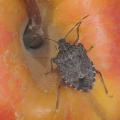 A brown marmorated stink bug with numerous small spots on its body and two white lines on its dark, brown antennae sits on top of a red and yellow apple.