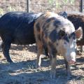 Wild pigs have been part of the landscape in the Southeast since Hernando de Soto released them in the 1500s as a source of food for settlers. In the last 20 years, the nuisance animals have increased their range and population in Mississippi, threatening native wildlife and causing millions of dollars in damage to crops, land, timber, structures and farm equipment each year. (Photo by MSU Extension Service/Steven Tucker)