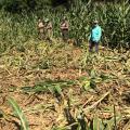 Five men stand in a cornfield around a large area of corn trampled down by wild hogs.
