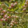 These blueberries at the Blueberry Patch in Starkville, Mississippi, are shown in a fruit coloring stage on May 17, 2017. Mostly warm winter conditions caused this year’s harvest to be unusually early in most parts of the state. (Photo by MSU Extension Service/Kevin Hudson)