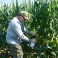 Gary Windham, a research plant pathologist with the U.S. Department of Agriculture, inoculates corn that is part of an aflatoxin study at Mississippi State University R.R. Foil Plant Science Research Center in Starkville, Mississippi, on July 13, 2017. (Photo by MSU Extension Service/Linda Breazeale)
