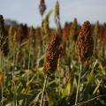 Close up of a head of grain sorghum full of tiny brown seeds, along with other plant heads in the field around it.