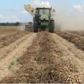 A green combine rolls through a peanut field. In the foreground, peanuts waiting to be harvested rest on the ground.