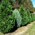 A row of Christmas trees stands at a Jackson, Mississippi, Christmas tree farm.