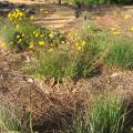 Throughout hot, dry seasons, pine straw serves as a perfect mulch around native plants in this rock garden outside of Thompson Hall at Mississippi State University. (Photo by MSU Extension Service/Beth Baker)