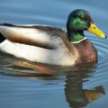 Mallard drakes are beautiful up close, but they are also stunning as they migrate across Mississippi skies in V formations. (Submitted photo)