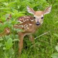 A stray fawn may look vulnerable and alone, but the mother is usually nearby keeping a watchful eye on her offspring. (Stock photo)