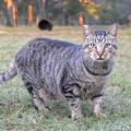 The cut across the tip of this gray cat’s right ear is visible as it looks at the camera while standing in a barnyard.