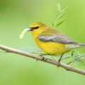 A small yellow bird holding a worm in its beak while perched on a small tree branch.