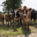 Dairy producers can visit the 2017 Mississippi State University Dairy Open House May 20 at the Bearden Dairy Research Center near Starkville to see how MSU researchers handle their herd. (Photo by MSU Extension Service/Kat Lawrence)