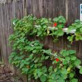 These nasturtiums growing in containers in full sun began blooming Feb. 28. By the end of March, they will be a wall of flowers. (Photo by MSU Extension/Gary Bachman)