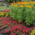 Also called the African marigold, various series of the American marigold can range from 15 inches to 3 feet in height. (Photo by MSU Extension Service/Gary Bachman)