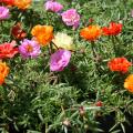 Moss rose is a great summer selection with blooms that resemble tiny roses and succulent foliage that withstands the heat. (Photo by MSU Extension/Gary Bachman)