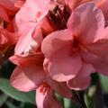 Toucan Rose canna flowers in a garden landscape with shades of pink and dark red are brightened by sunlight.