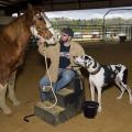 Man seated on a step stool in an arena looks at a horse while a large dog watches cautiously.