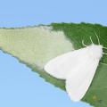 A white moth rests on a green leaf beside a single layer of dozens of round, white eggs laid in a mass.