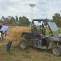 Young man strains to handle a bale of hay at the back of a farm utility vehicle in a pasture with black and white dairy heifers clustered behind and watching.