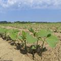  Small soybean plants stand a few inches tall against a blue sky.