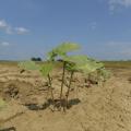 Green baby cotton plants poke through soil.