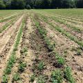 Rows of small green plant, some near disturbed soil, in a large field.