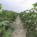 Straight rows of cotton grow toward the horizon.