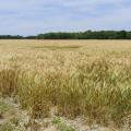 Large field of mature, golden wheat with green trees on the far side.