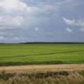 Very large field of green rice plants bordered by a dirt path on the near side and trees on the far side.