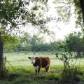 One red and white cow faces the camera while standing in a pasture green with grass and trees.