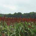 Hundreds of reddish-brown heads of grain sorghum rise above green stalks in a field.