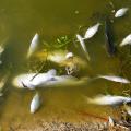 Several dead catfish and other fish species float clustered along  the edge of a pond.