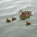 A mother duck floats with her four babies on a pond.