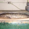 A northern snakehead is an invasive fish that can reach lengths of about 33 inches and are generally golden tan to a pale brown with dark-brown mottling.