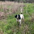 A black and white dog stands alert with his tail up and ears forward in tall grass with trees in the background.