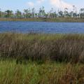 Small body of water with tall grass nearest the camera and mostly bare trees on the other side.