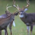 A buck looks back over his shoulder at another buck with larger antlers.