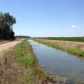 Large water-filled ditch rests between a dirt road and a field of green corn stalks.