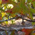 Close up view of a small limb with two acorns and multicolored leaves in a part-sunny, part-shady location.