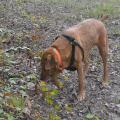 Large, reddish-brown dog wearing a shoulder harness sniffs the ground in a wooded area.