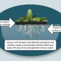 Illustration shows plants growing above water’s surface with root system below.