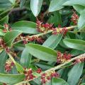 Small red berries and green leaves line a distylium branch.