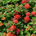 Clusters of bright red flowers are seen on a background of green leaves.