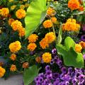 Orange marigolds grow in a bed with purple blooms and green elephant ears.