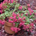  A brown clay pot contains a small bush with pink flowers.