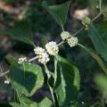 A single branch has bunches of white berries growing at each leaf junction.