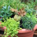 A brown, plastic container is filled with a variety of plants in varying shades of green. Some grasses stand above the other plants. Other foliage drapes over the sides.