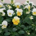 Several white flowers have a lower petal of yellow and rise above a sea of green foliage.