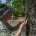 A man wearing a hat holds a pocketknife in his hand as he looks closely at a tree trunk.