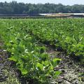 Rows of young soybean plants sticking a foot above ground.